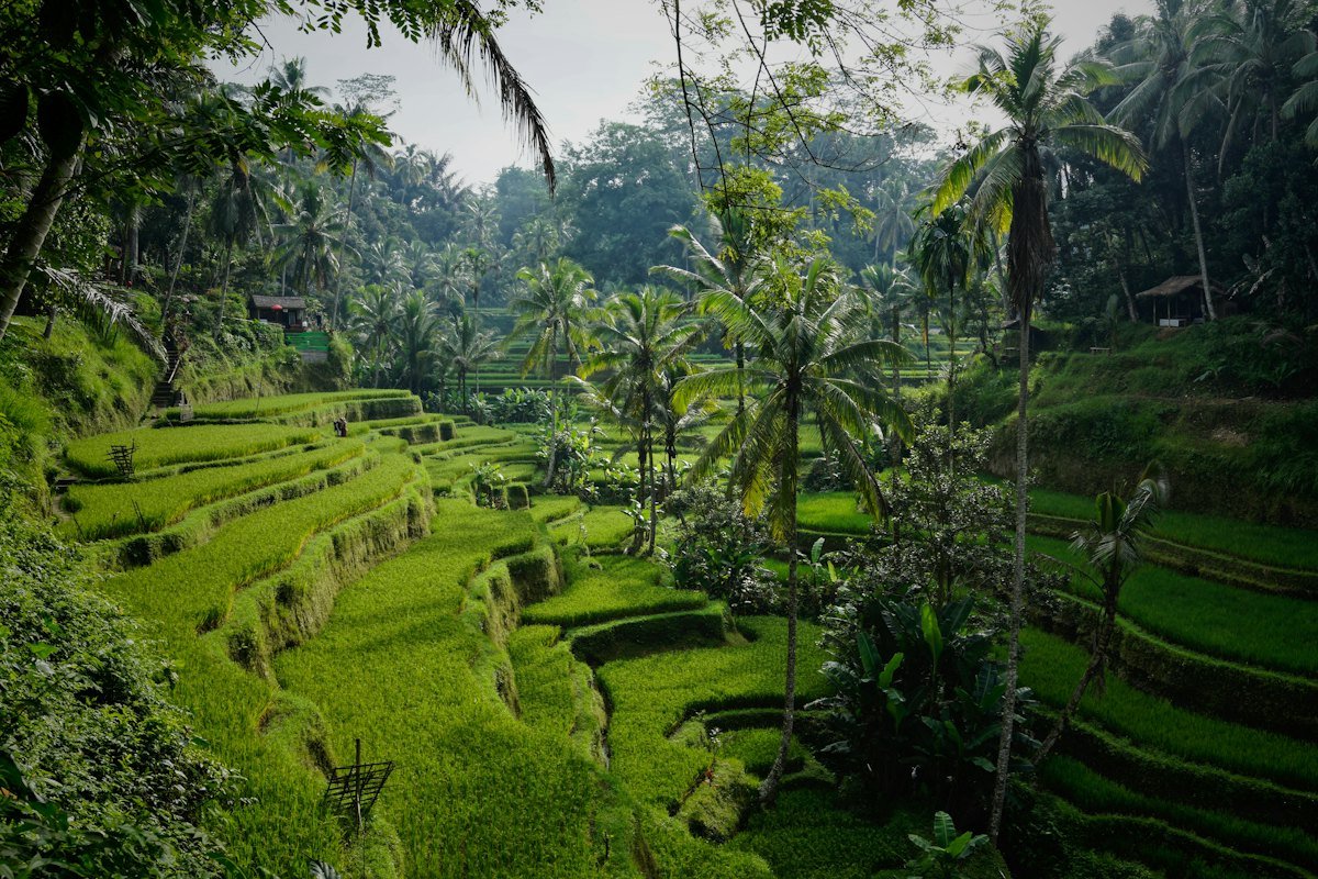 Rice Terrace Treehouse Retreat
